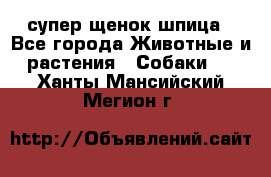 супер щенок шпица - Все города Животные и растения » Собаки   . Ханты-Мансийский,Мегион г.